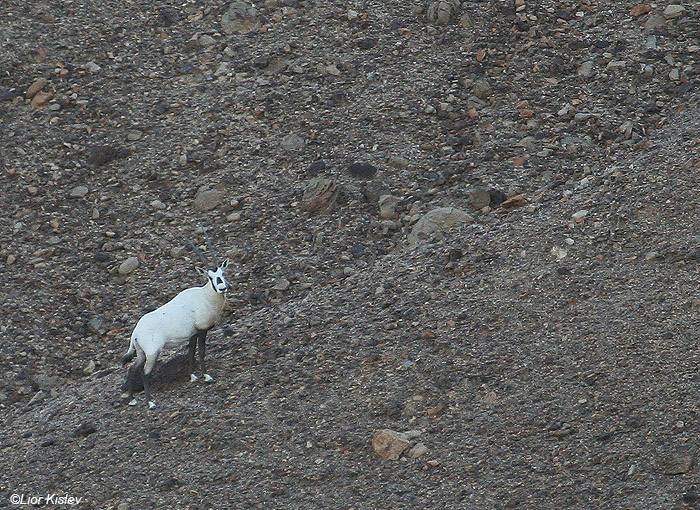  ראם לבן Arabian Oryx Oryx leucoryx                                         נחל יעלון,דרום הנגב,נובמבר 2008.צלם:ליאור כסלו